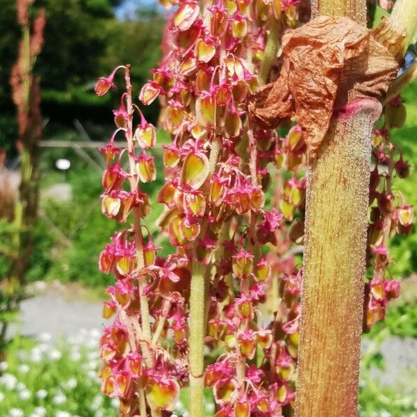 Rheum palmatum Blüte