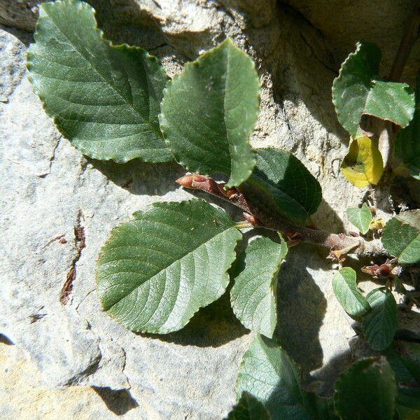 Rhamnus pumila Lehti