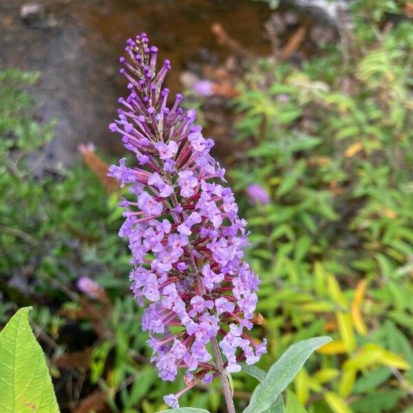 Buddleja davidii Kukka