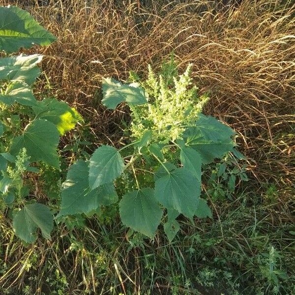 Cyclachaena xanthiifolia Tervik taim