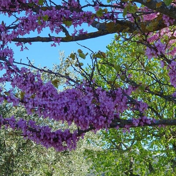 Cercis siliquastrum Flor