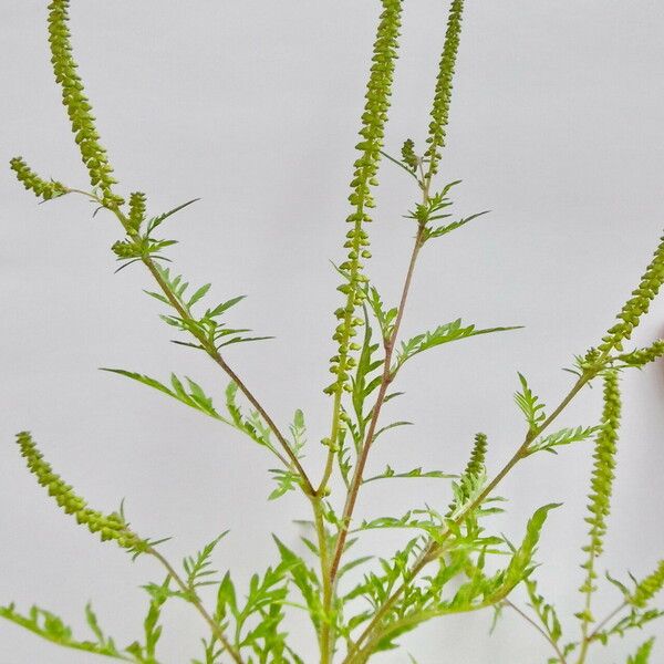 Ambrosia artemisiifolia ശീലം