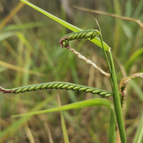 Urochloa eminii 花