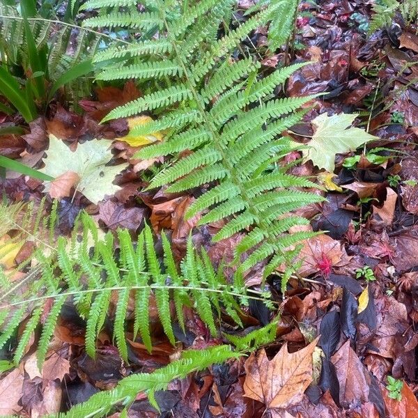 Dryopteris filix-mas (Male fern)