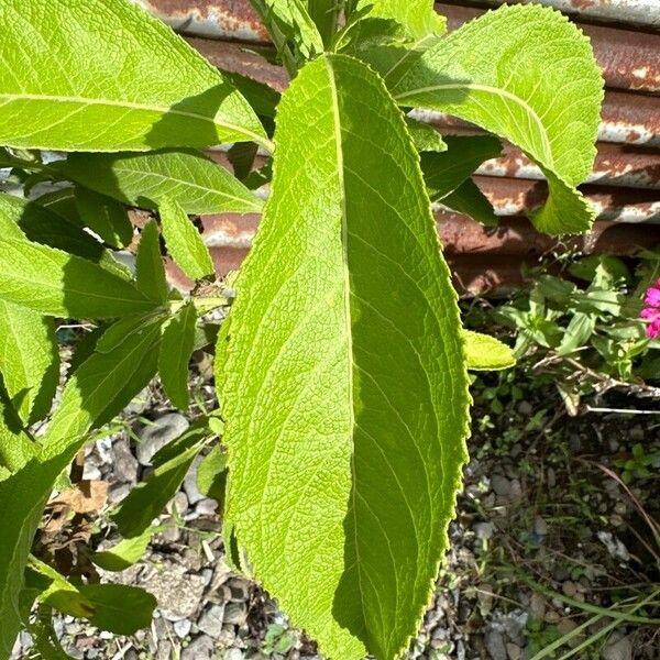 Blumea balsamifera Лист