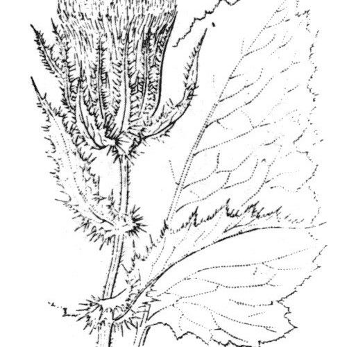 Cirsium carniolicum Other