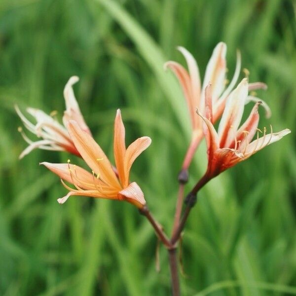 Lycoris sanguinea Цветок