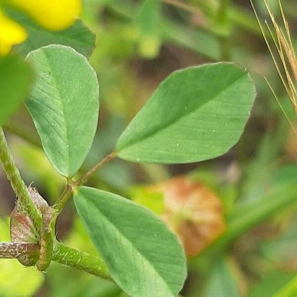 Trifolium campestre Blad