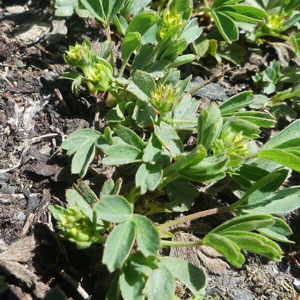 Sibbaldia procumbens برگ