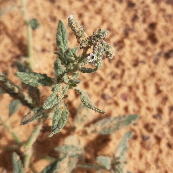 Heliotropium crispum
