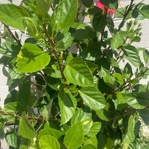 Hibiscus moscheutos Leaf