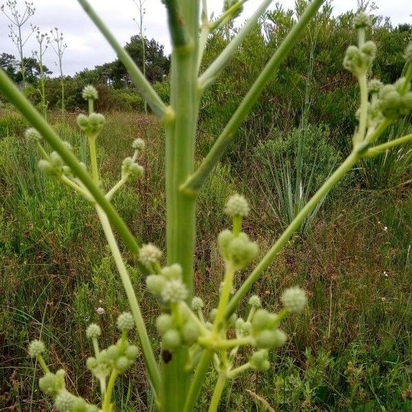 Eryngium pandanifolium Flor