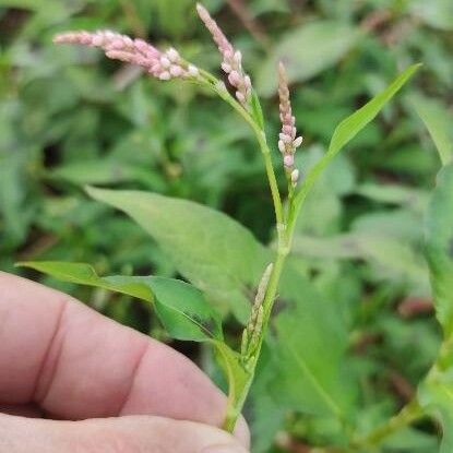 Persicaria maculosa Flor