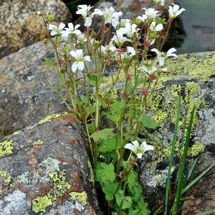 Saxifraga cernua आदत