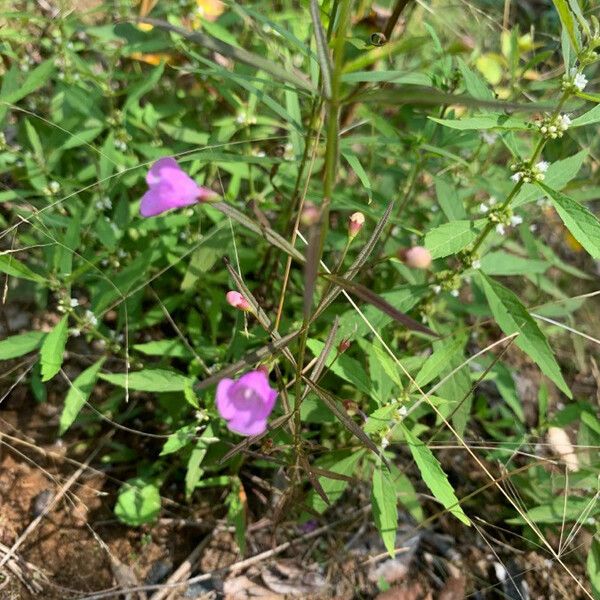 Agalinis tenuifolia Blomst