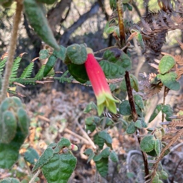 Correa reflexa Blomst