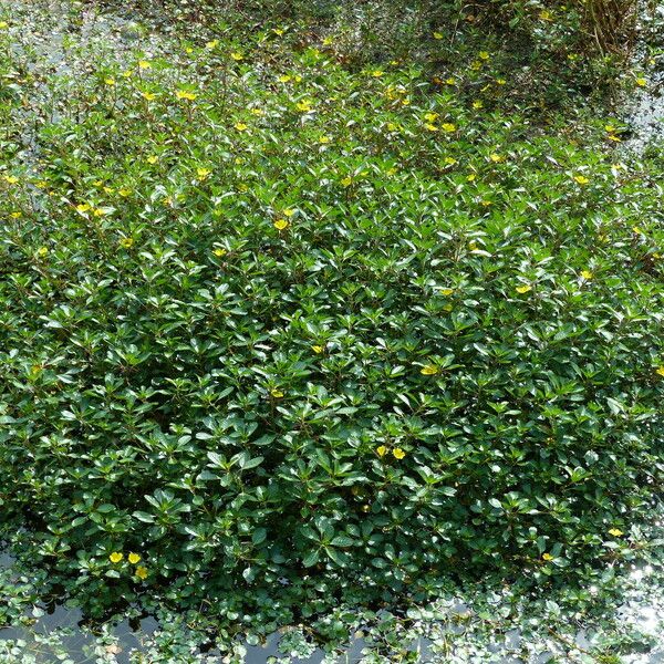 Ludwigia peploides Natur