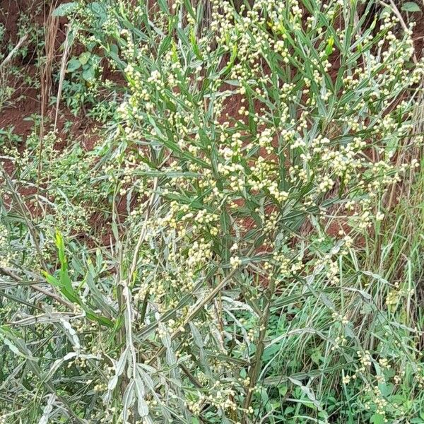 Baccharis articulata Habitus