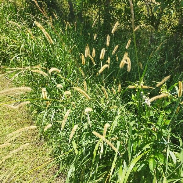 Setaria sphacelata অভ্যাস