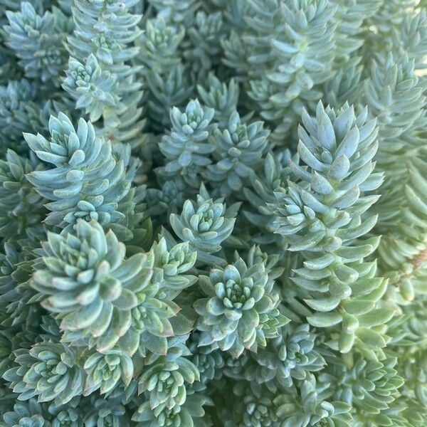 Sedum reflexum Φύλλο