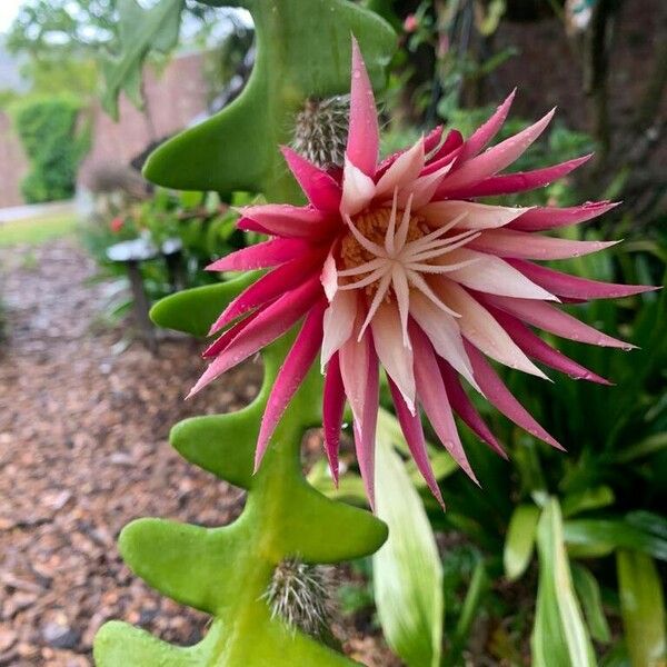 Selenicereus anthonyanus Flower