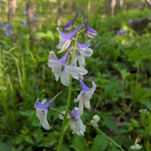 Delphinium tricorne Lorea