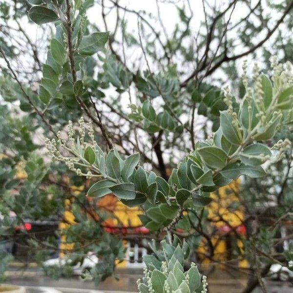 Acacia podalyriifolia Leaf