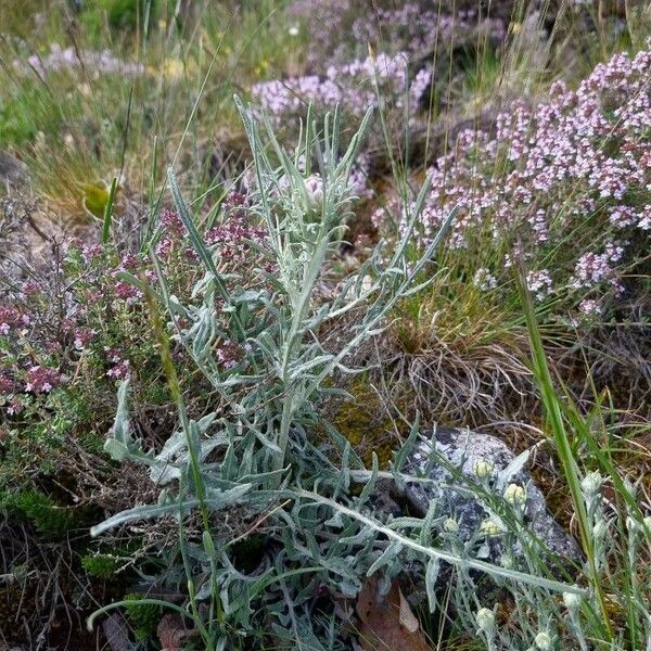 Leuzea conifera Natur