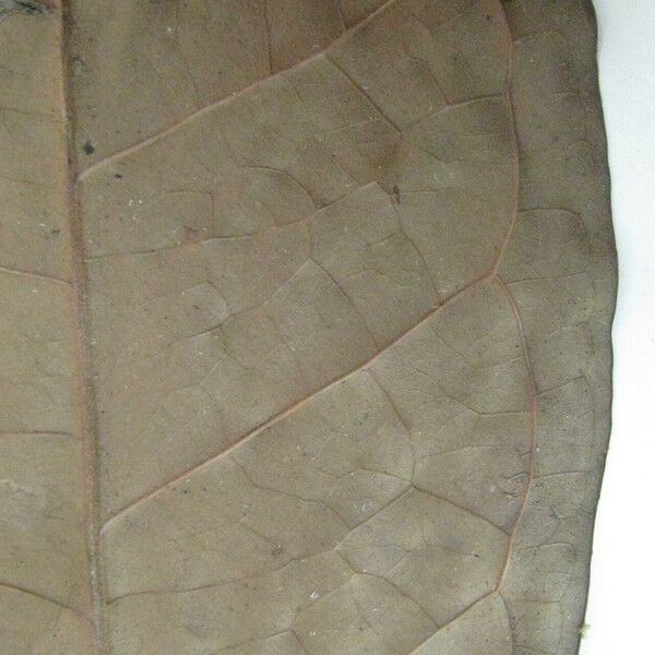 Eugenia latifolia