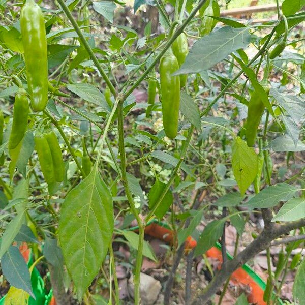 Capsicum frutescens Hedelmä