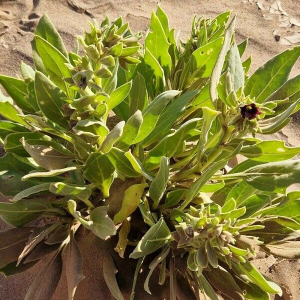 Hyoscyamus muticus Flor