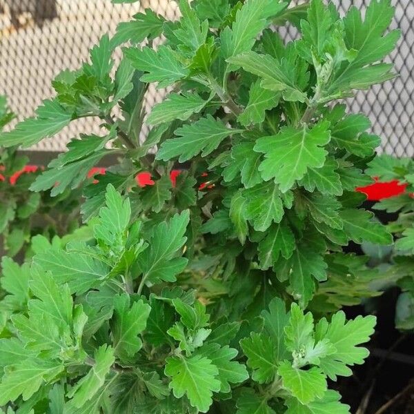 Chrysanthemum indicum Leaf