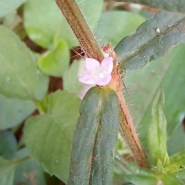 Hexasepalum teres Floro