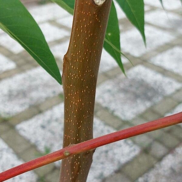 Ailanthus altissima Кора