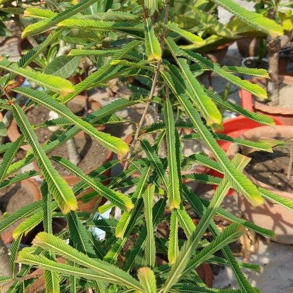 Phyllanthus emblica Blad