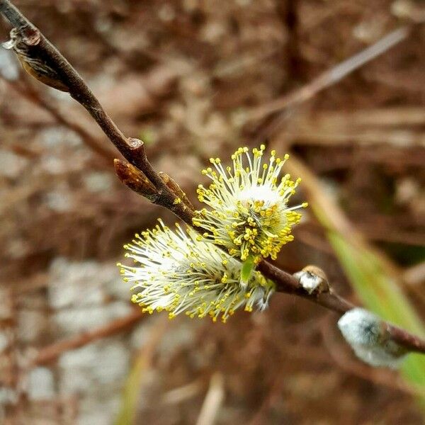 Salix repens Kwiat