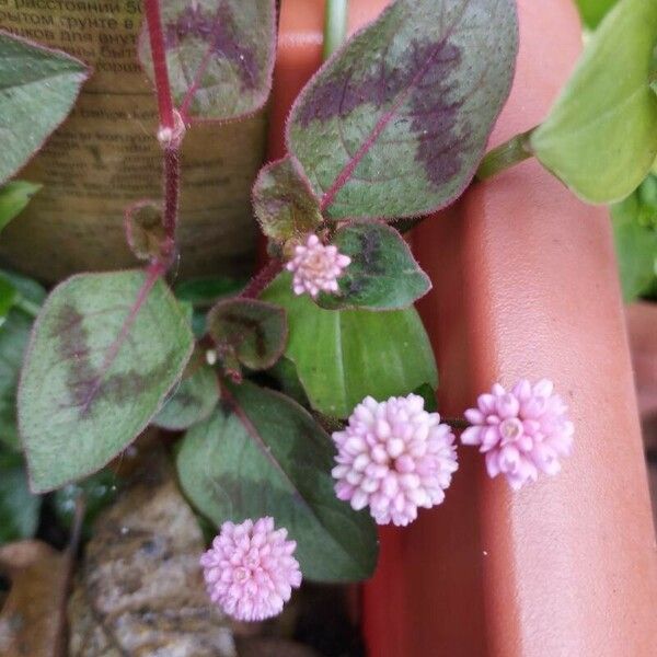 Persicaria capitata Leht