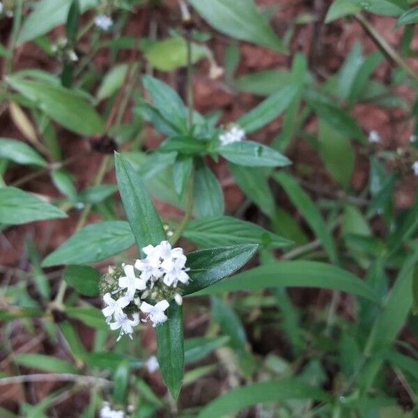 Spermacoce remota Flower