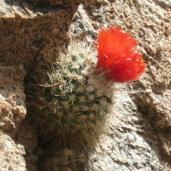 Parodia nivosa Habit