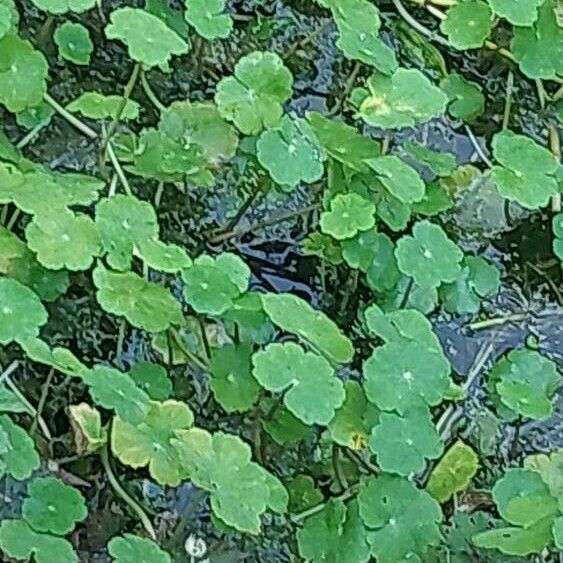 Hydrocotyle ranunculoides 葉