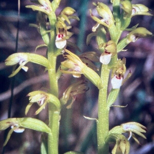 Corallorhiza trifida 花