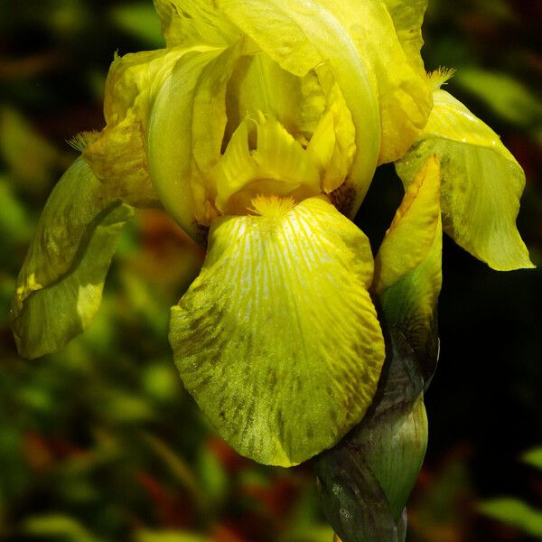 Iris variegata Çiçek