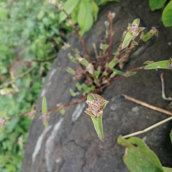 Murdannia nudiflora 花