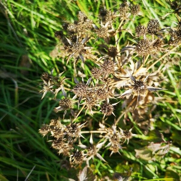 Eryngium campestre Blüte