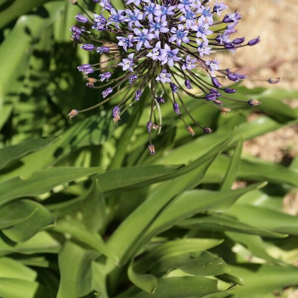 Scilla peruviana Хабит