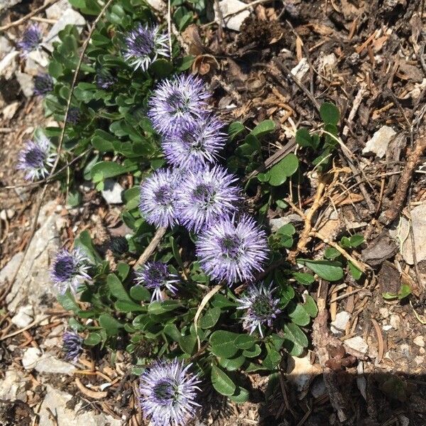 Globularia cordifolia Floare