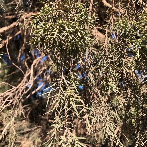 Juniperus cedrus ᱥᱟᱠᱟᱢ