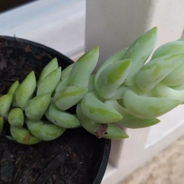 Sedum morganianum Blatt