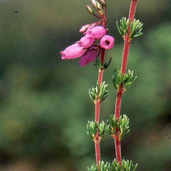 Erica cinerea Fulla