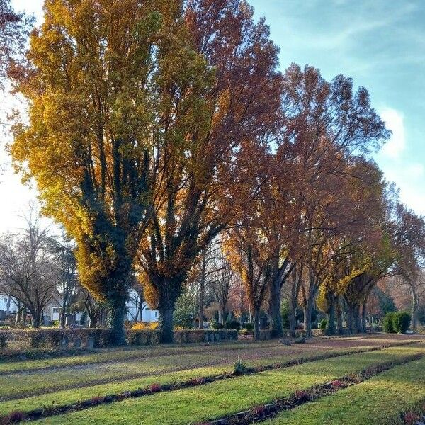 Quercus robur Hábitos